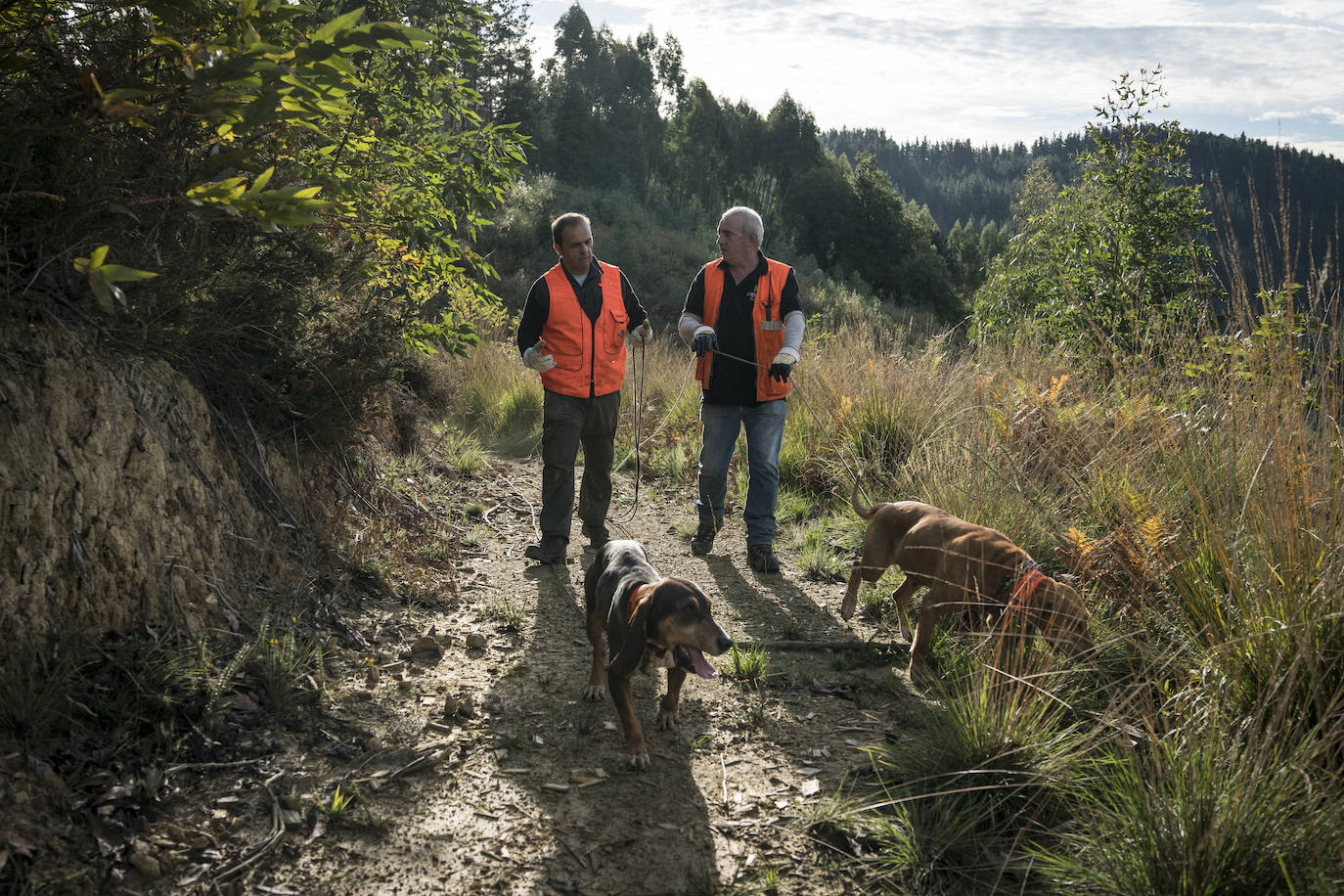 Batida de jabalís en la mancha de Larruskain-Kalamua organizada el pasado fin de semana. Una veintena de cazadores peinan con sus sabuesos los montes que rodean Berriz, Mallabia y Markina. El rastreo se prolonga durante horas por un terreno accidentado de argomas y helechos