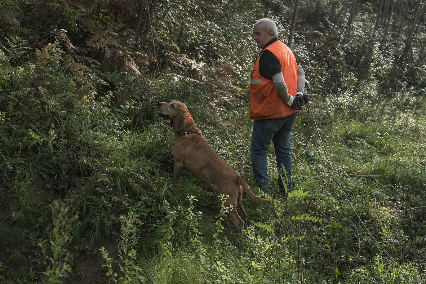 Batida de jabalís en la mancha de Larruskain-Kalamua organizada el pasado fin de semana. Una veintena de cazadores peinan con sus sabuesos los montes que rodean Berriz, Mallabia y Markina. El rastreo se prolonga durante horas por un terreno accidentado de argomas y helechos