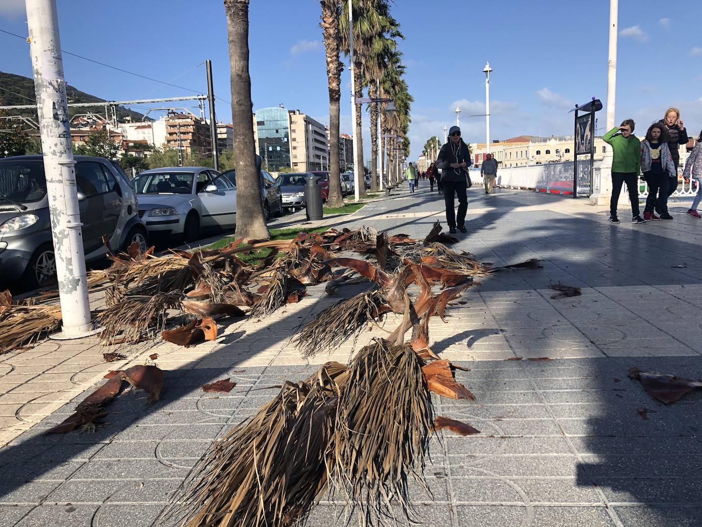 Palmera caída en Santurtzi