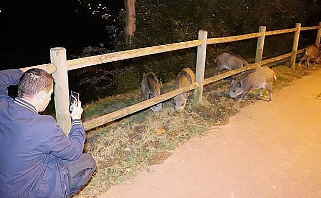 Los jabalíes, que proceden del área de Malmasín, bajan a diario a la zona de Basozelai. 