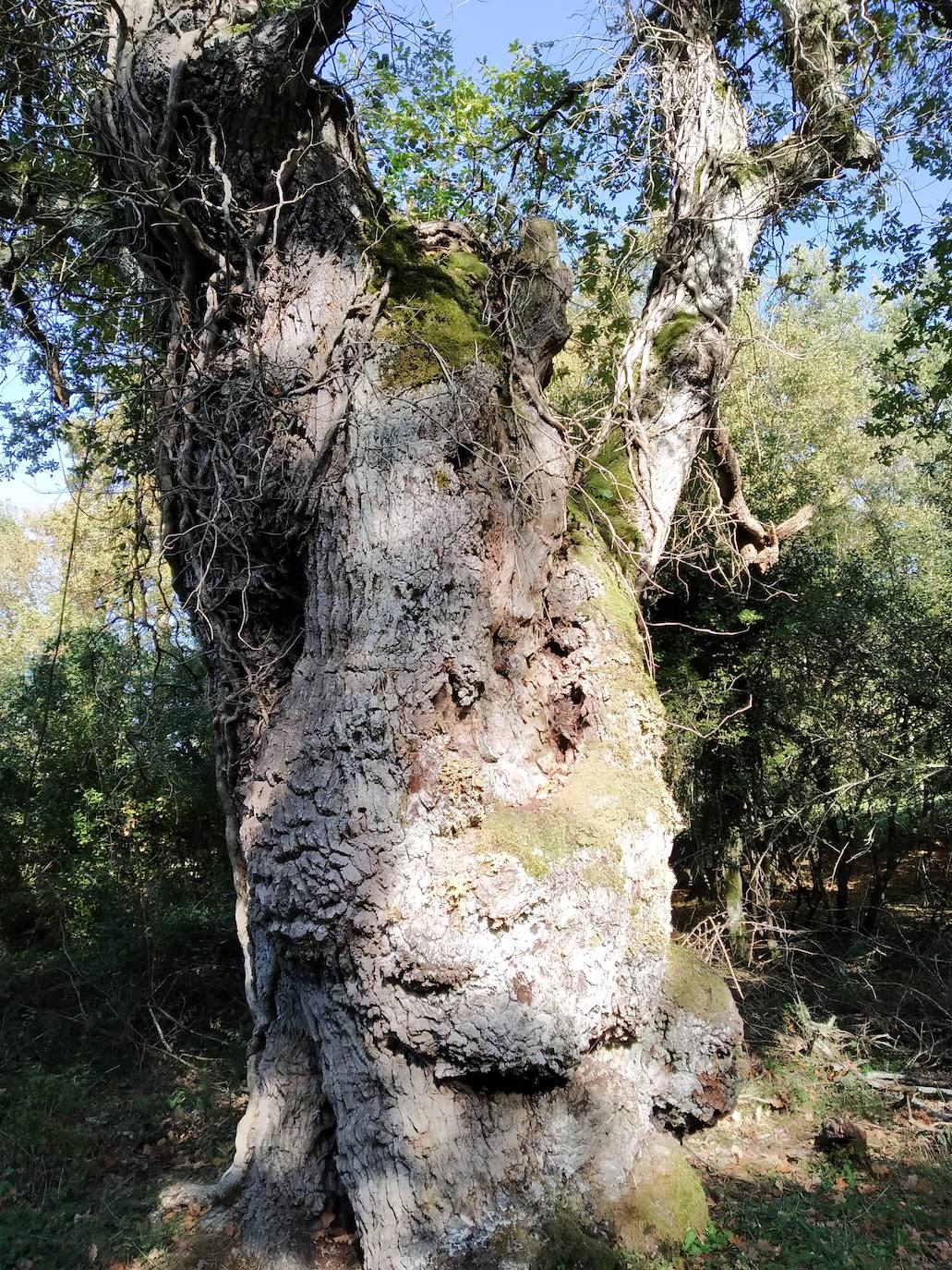 Un detalle del paisaje