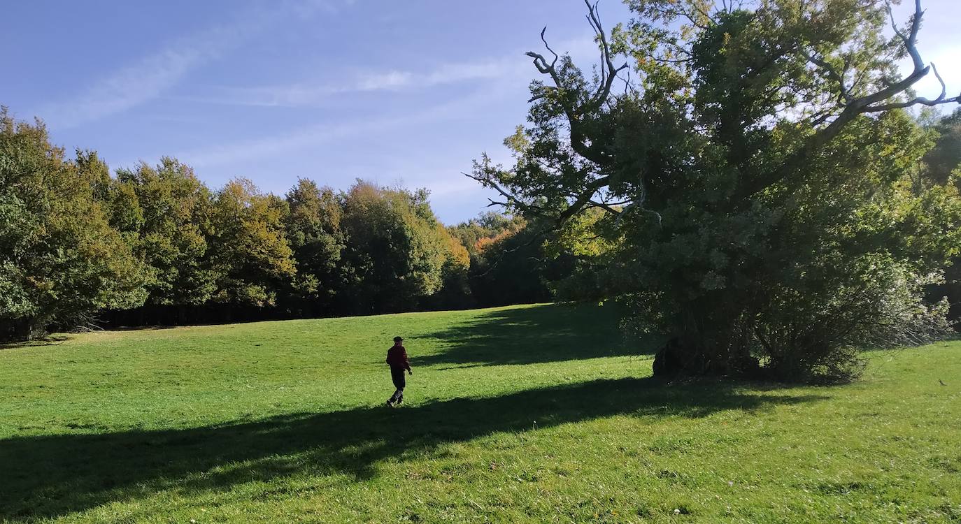 El Shinrinrin-yoku tiene efectos terapéuticos.