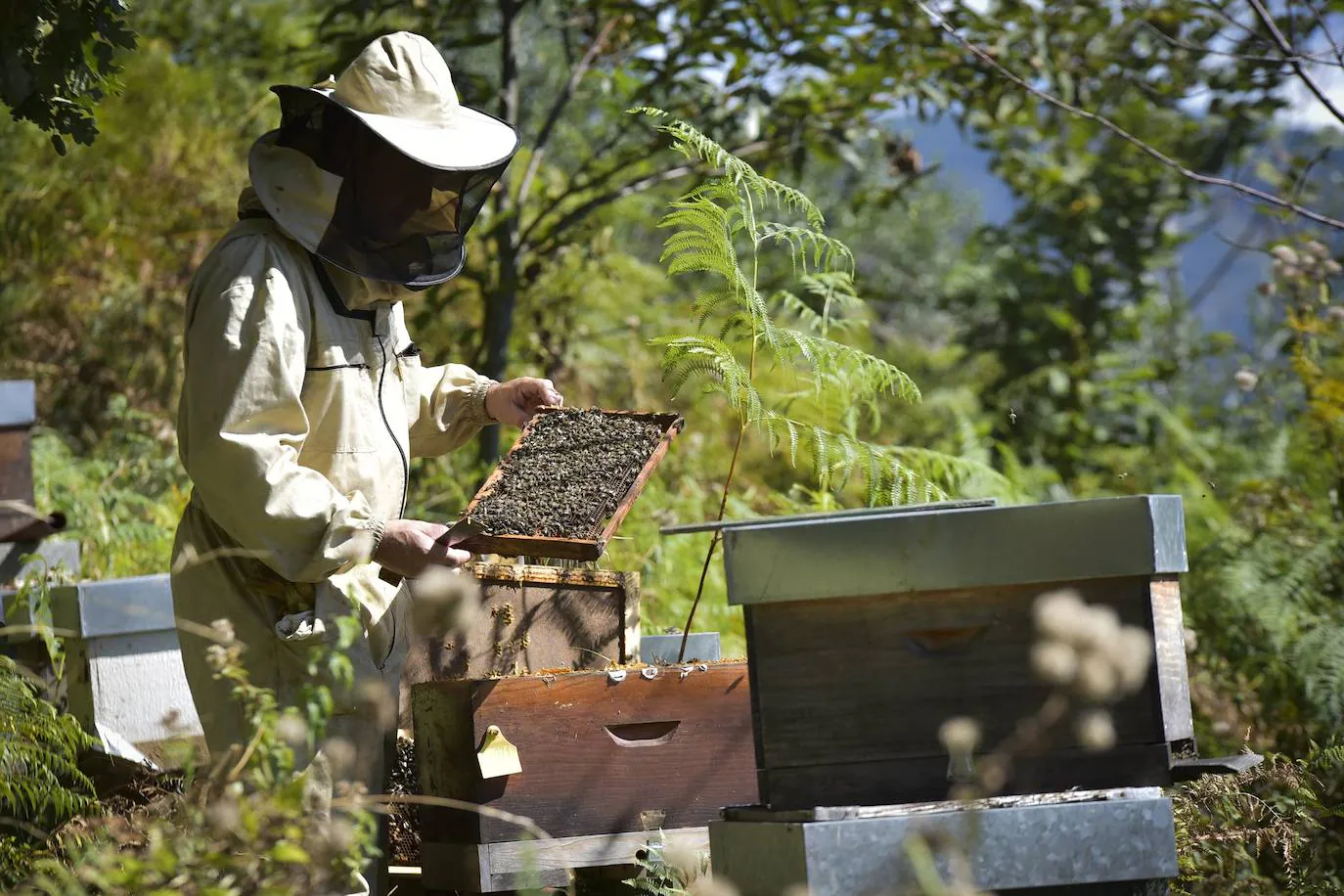 Un bombero apicultor contra la avispa asiática 