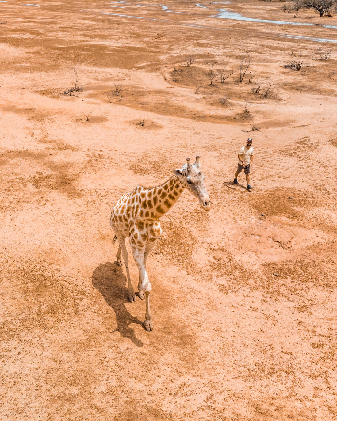 Jirafa salvaje en Niger.