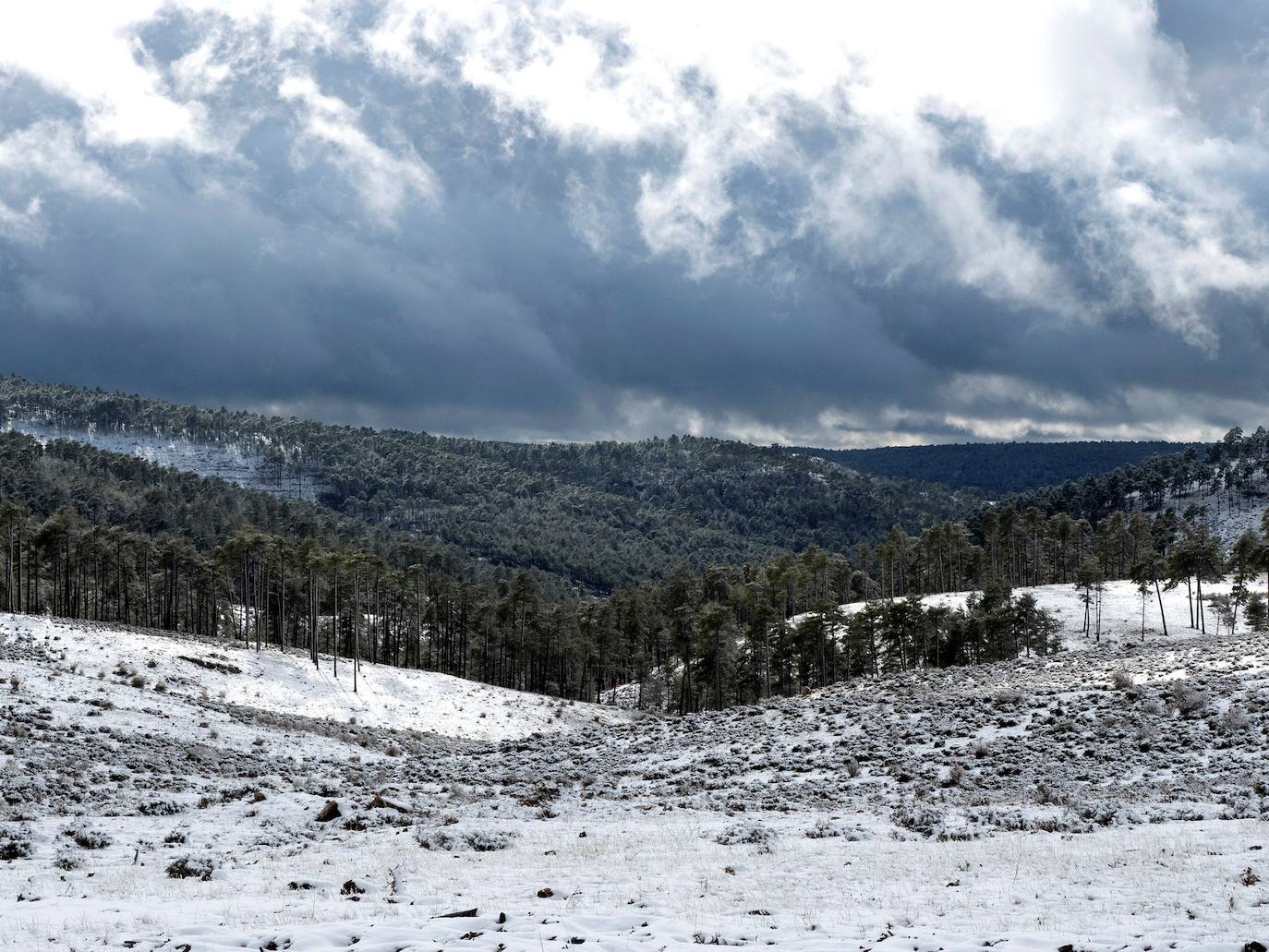 Un bosque en Cuenca.