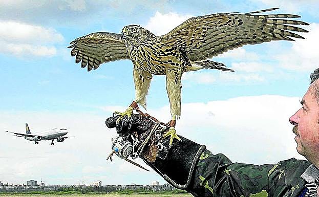 Un cetrero sostiene un ave adiestrada, con un avión de Lufthansa al fondo. 