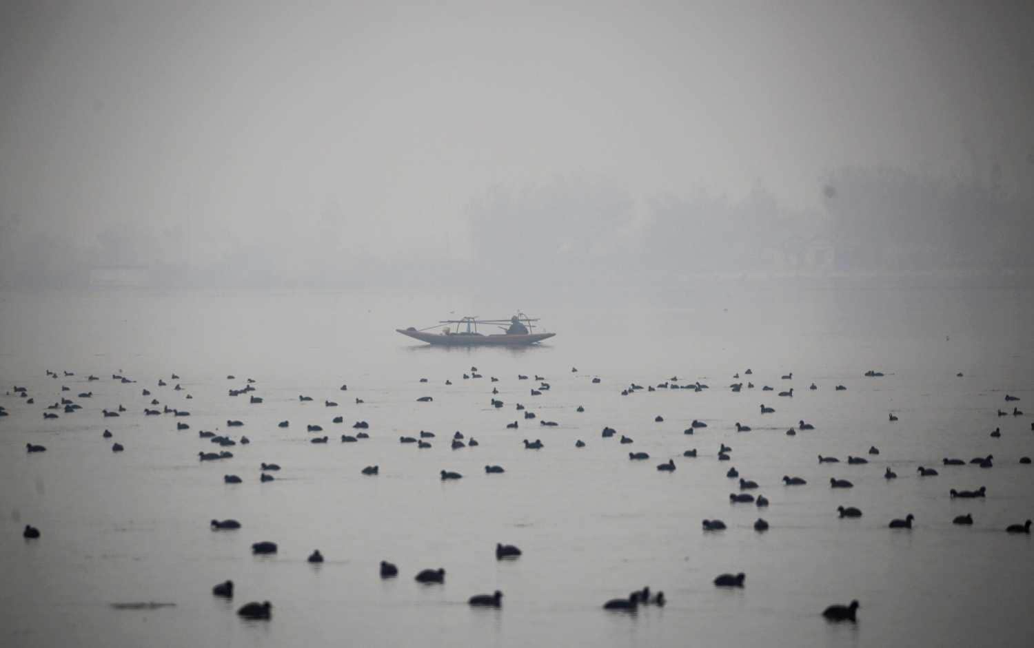 Un pescador rodeado de aves migratorias en el lago Dal, en Srinagar, Cachemira (India)