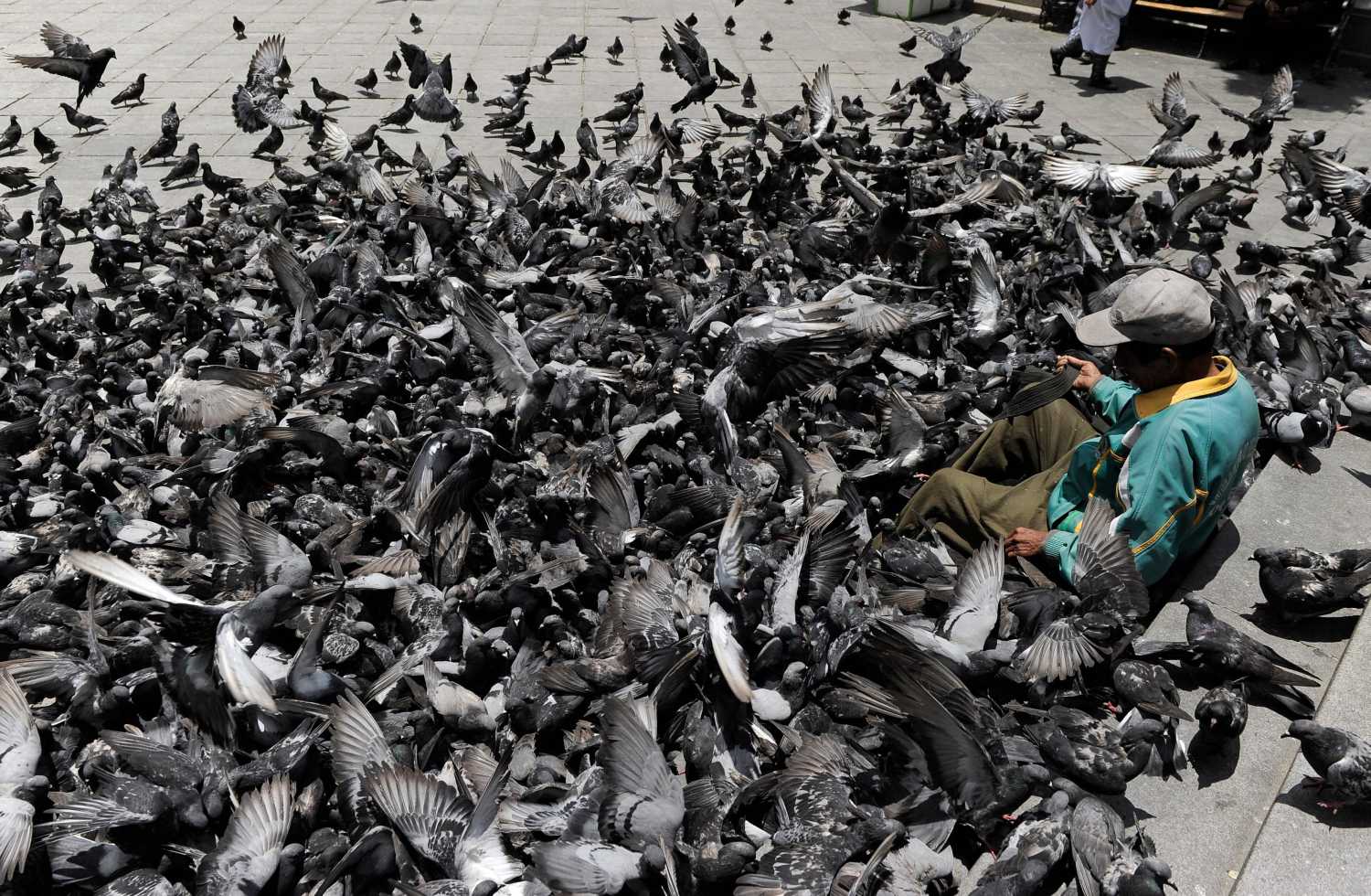 Un hombre alimenta palomas en la Plaza Murillo en La Paz, Bolivia .