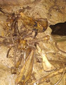 Imagen secundaria 2 - El guarda forestal conserva los restos «bajo custodia»,