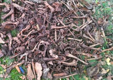 Imagen secundaria 1 - El guarda forestal conserva los restos «bajo custodia»,