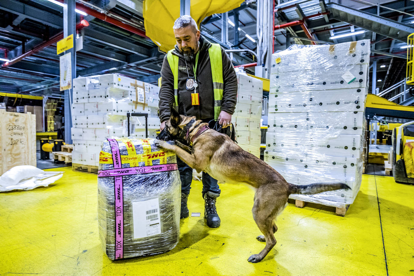 'Ira', la pastor belga malinois, examina un bulto.