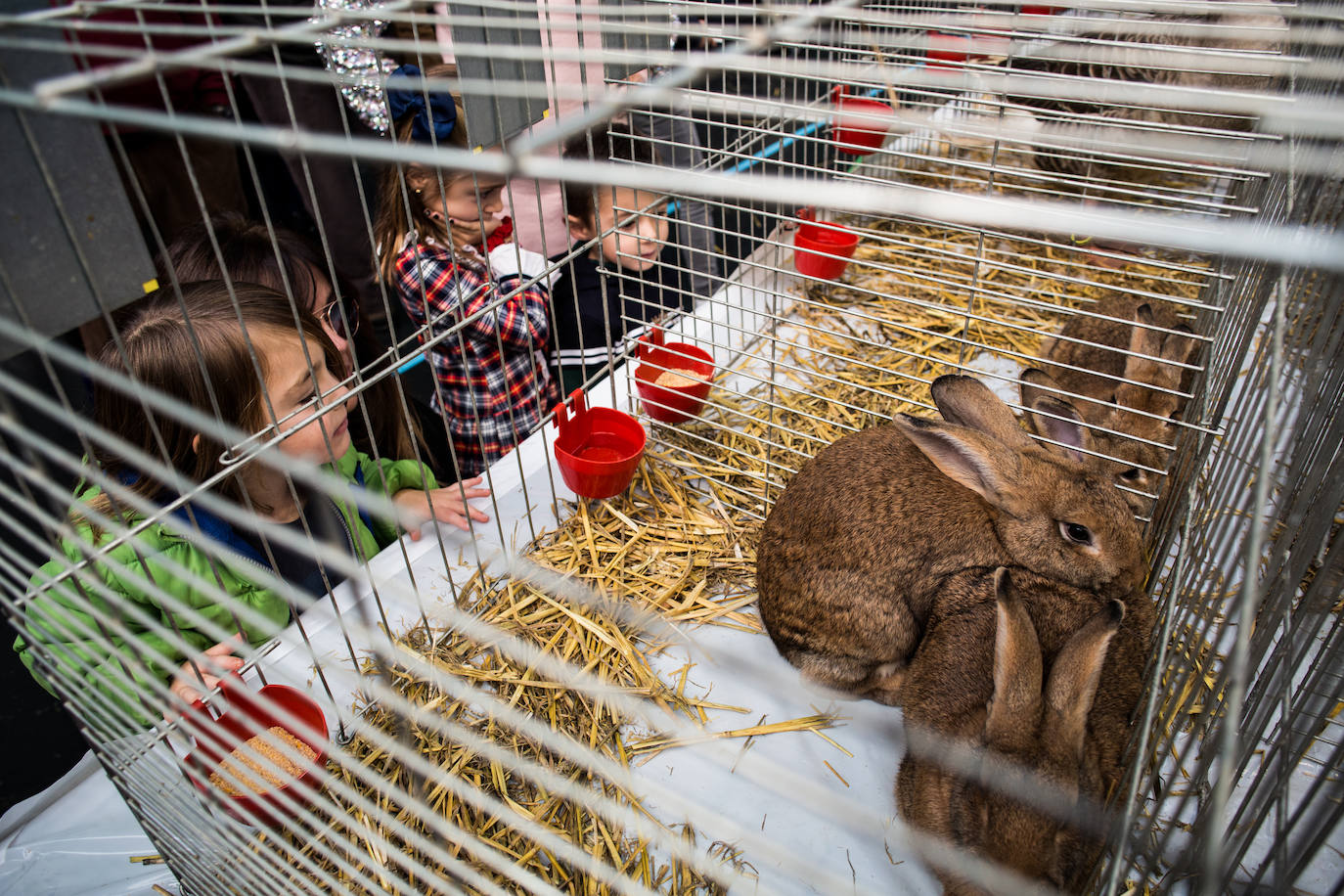 Fotos: Gordexola disfruta de su feria ganadera, agrícola y de artesanía