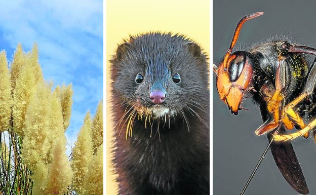 A la izquierda, Plumero de la Pampa. El plumero de la Pampa lleva décadas en España, pero es otra especie «oportunista» capaz de adaptarse a la alteración del ecosistema y expandirse más al albor del aumento de las temperaturas, según los estudios. En el centro, Visón americano. Es el enemigo mortal del visón europeo, del que apenas quedan 500 ejemplares en Euskadi y alrededores. Su rival procede de las granjas peleteras y se beneficia de su ocaso porque ocupa su nicho ecológico. A la derecha, Avispa velutina. Es uno de los que más preocupación está causando debido al impacto económico que genera. Se alimenta de otros artrópodos, entre ellos la abeja, de vital importancia ecológica. 