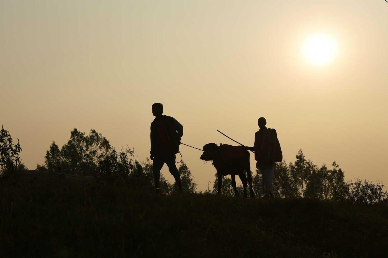 Hndúes conducen un búfalo al festival Gadhimai cerca de Bariyarpur