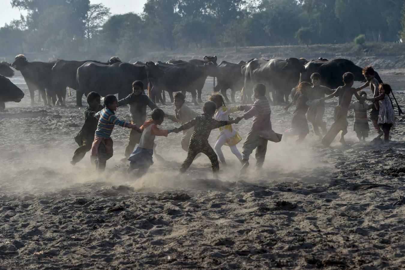 Niños gitanos juegan junto a búfalos cerca del río Ravi en Lahore, Pakistán 