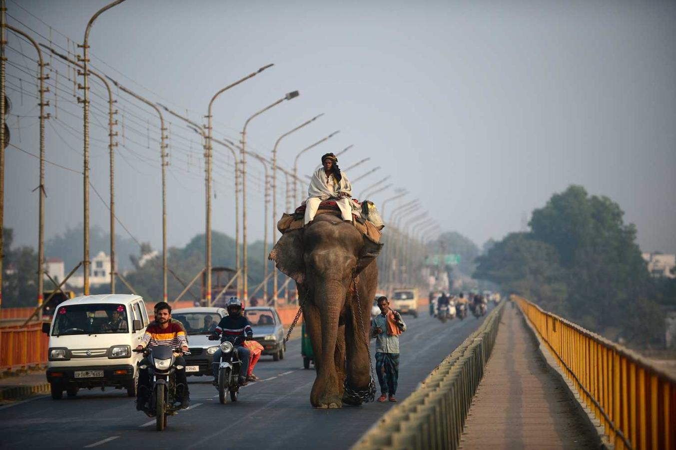 Un mahout con su elefante camina por una carretera en Prayagraj , India