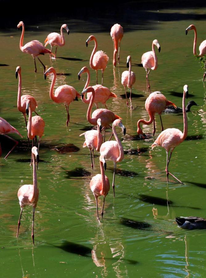Flamencos en el Parque Zoológico de La Habana 