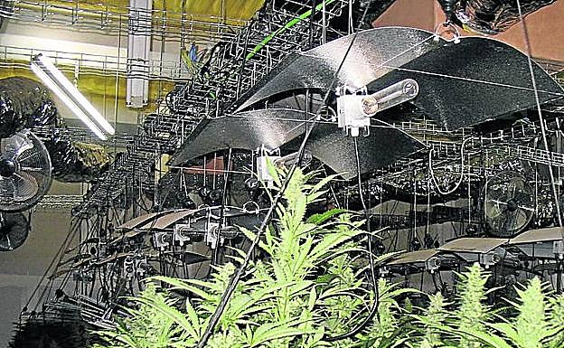 Marihuana incautada en Etxebarri, en una foto de archivo.