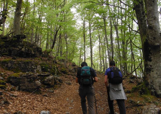 Dos montañeros recorren un sendero en el bosque.