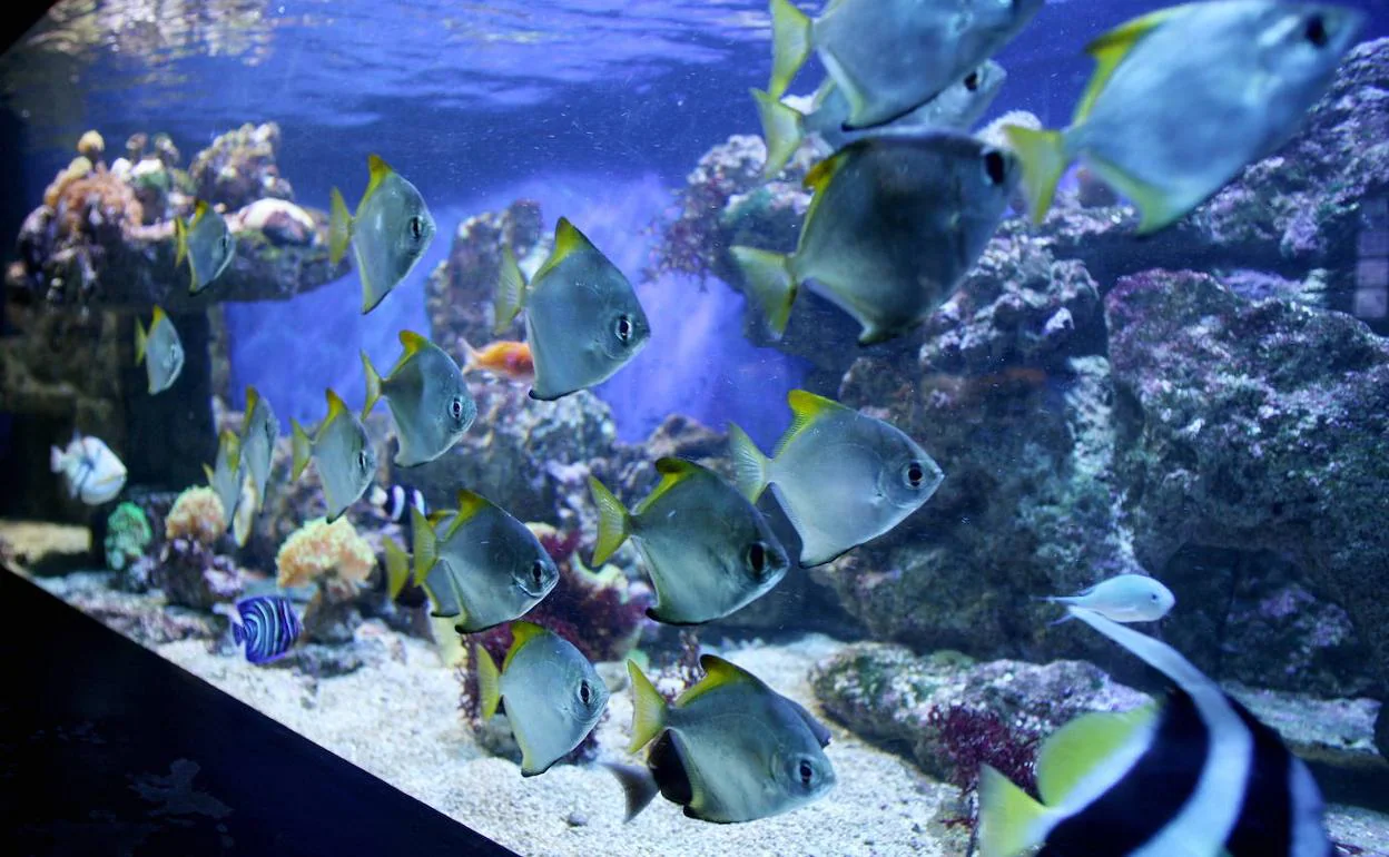 Las instalaciones acogen catorce acuarios con diferentes animales.