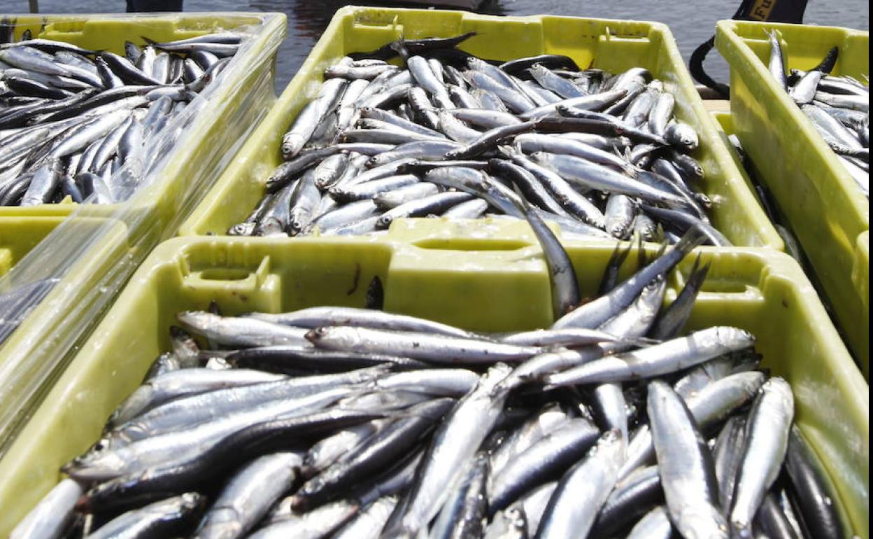 Desciende la población de anchoa joven en el Golfo de Bizkaia