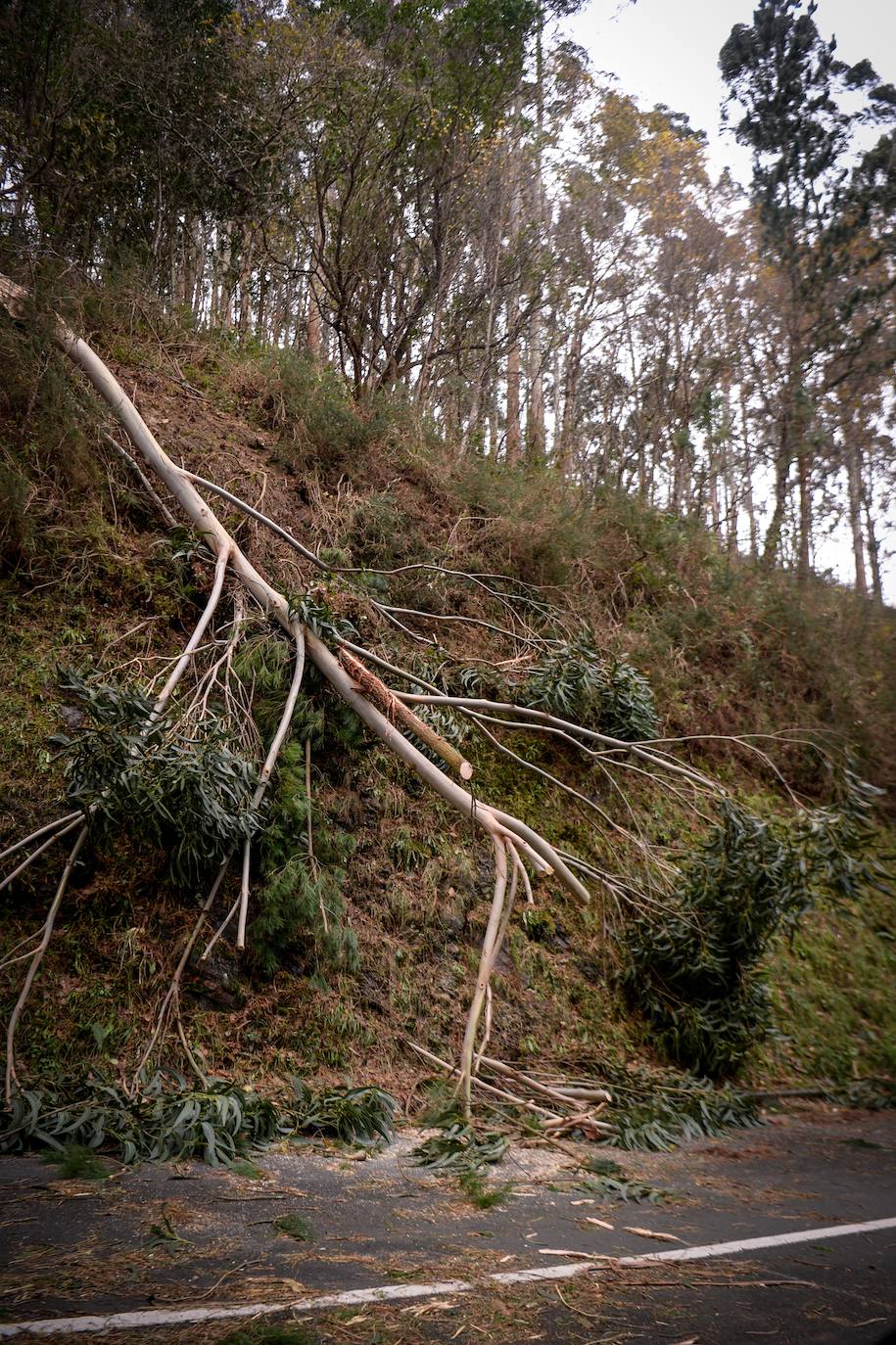 Árboles caídos y carreteras cortadas a los alrededores de Lekeitio.