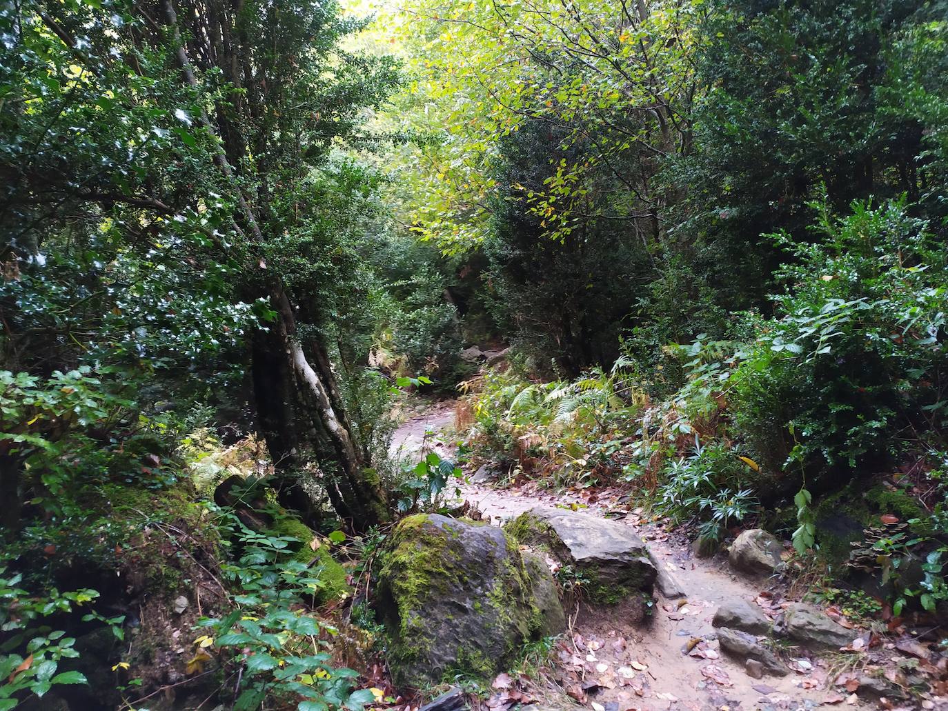 El bosque por el que transcurre la primea parte del camino