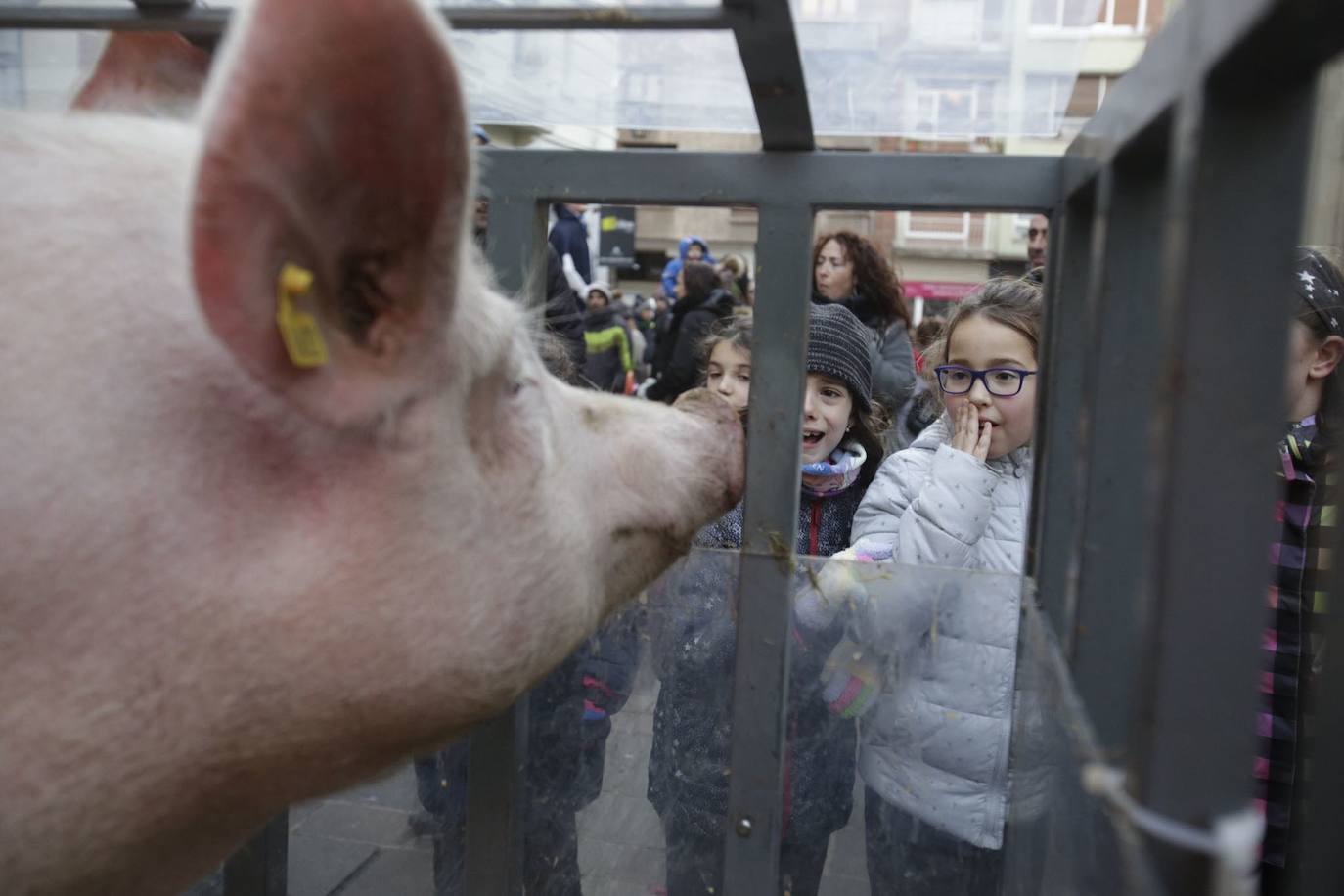 En la tradicional rifa de San Antón se sortea un cerdo, que se entraga en forma de lote de productos. 