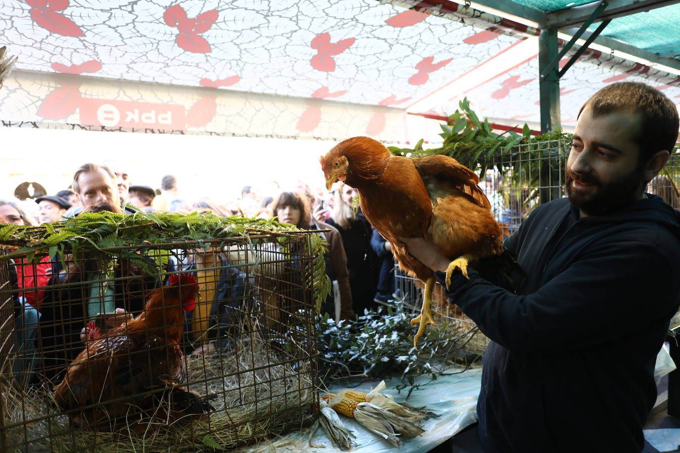 Las gallinas y los gallos acaparan muchas miradas.