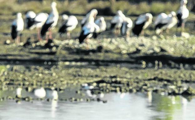 Cigüeñas en los humedales se Salburua, en Vitoria. 