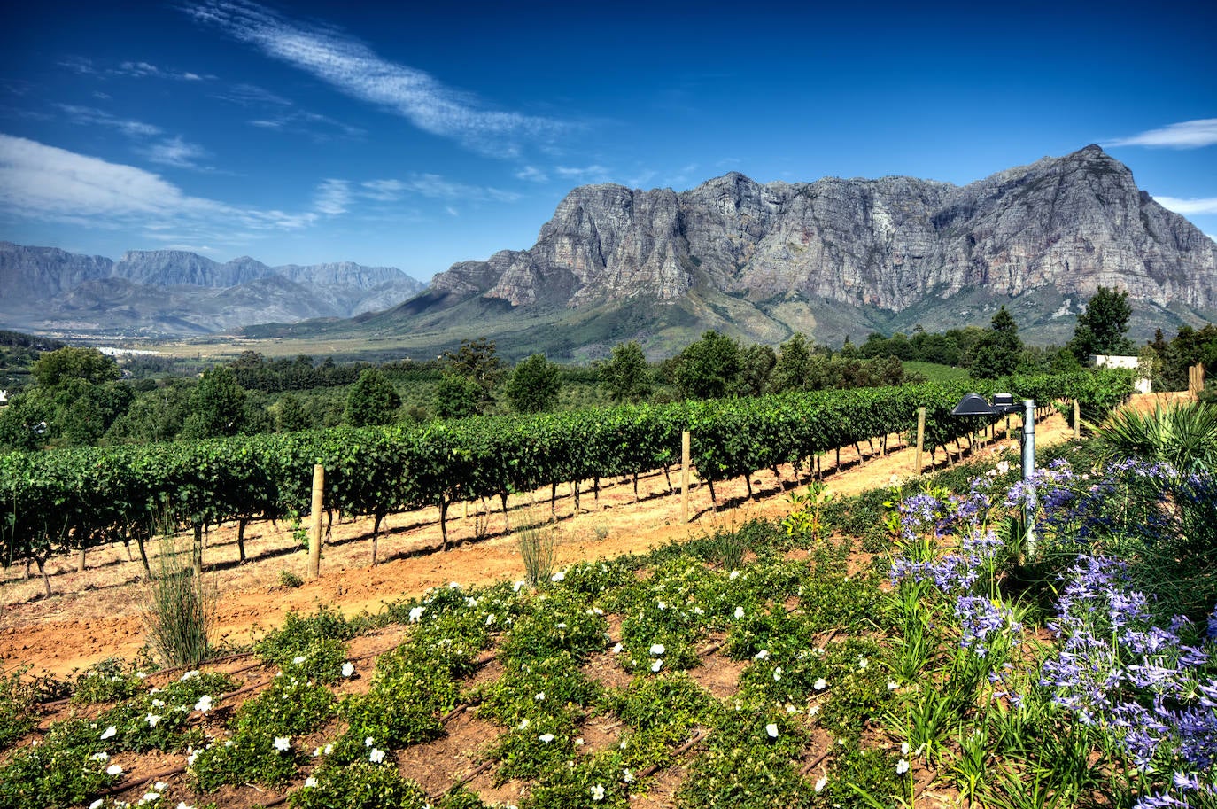 Cape Winelands, también conocida como la capital culinaria de Sudáfrica, es un distrito municipal situado muy cerca de Ciudad del Cabo de obligada visita para los amantes de la naturaleza y de la gastronomía. Es una excelente zona productora de vino rodeada de magníficas cadenas montañosas.