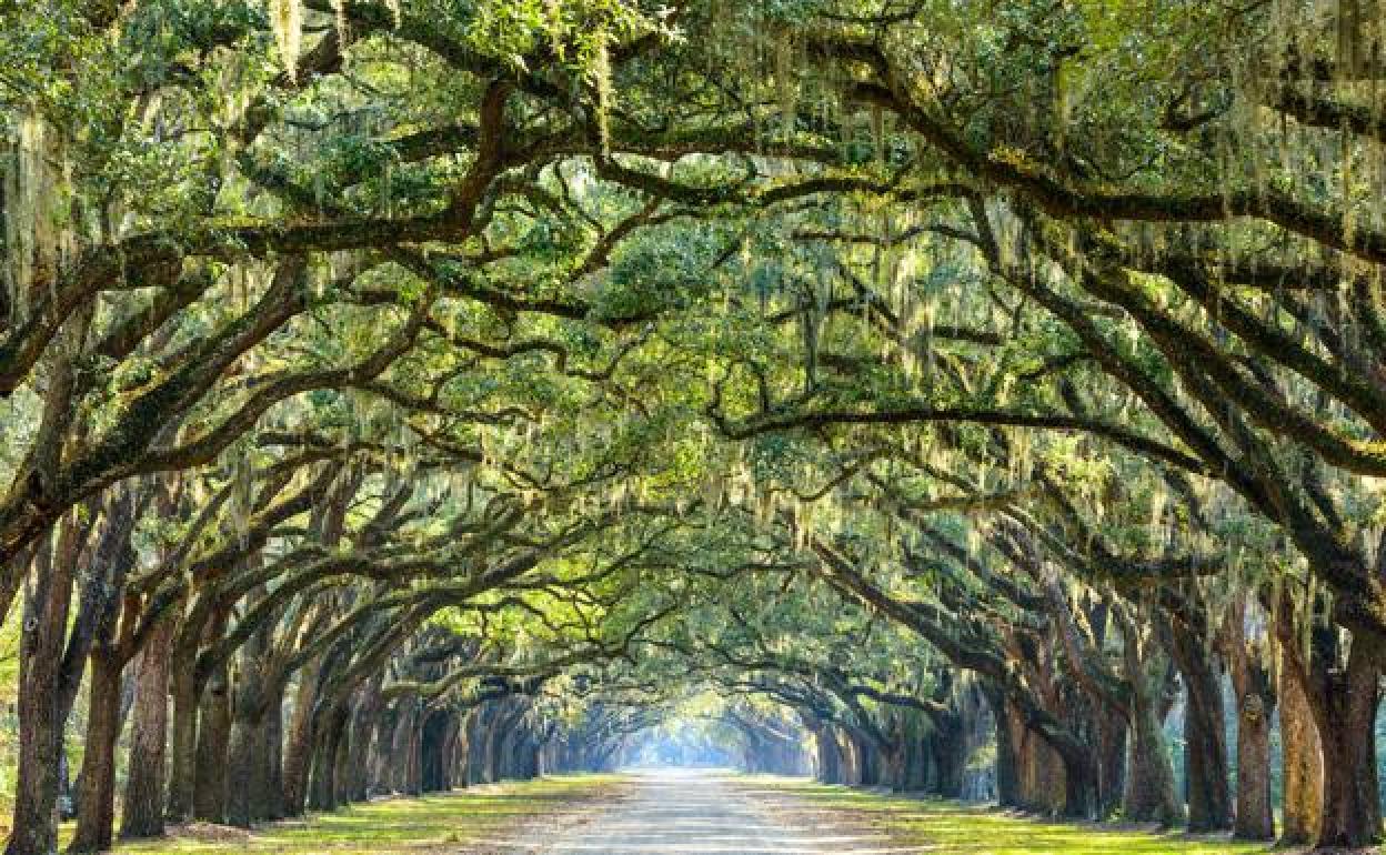 Zuhaitz landatzeak ekartzen dituzten ondorio positiboak oso murritzak dira jadanik. 