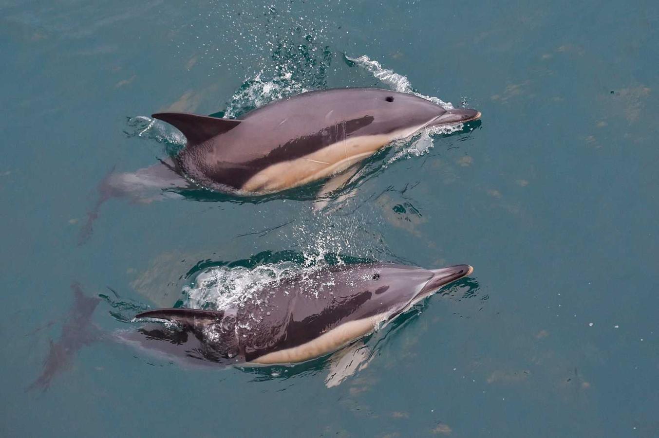 Delfines nadando en el mar del Golfo de Gascuña, Francia