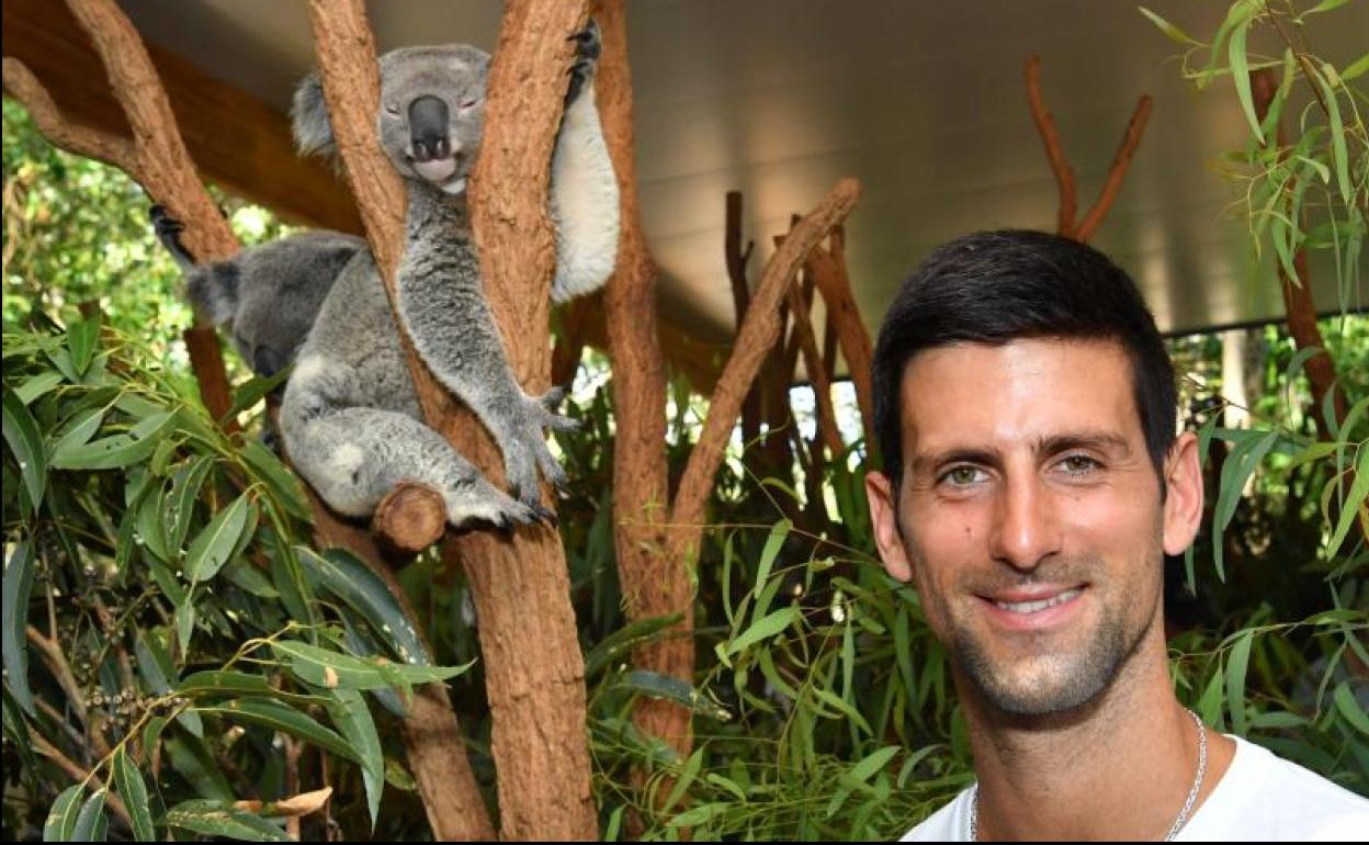 Djokovic koala batekin. 