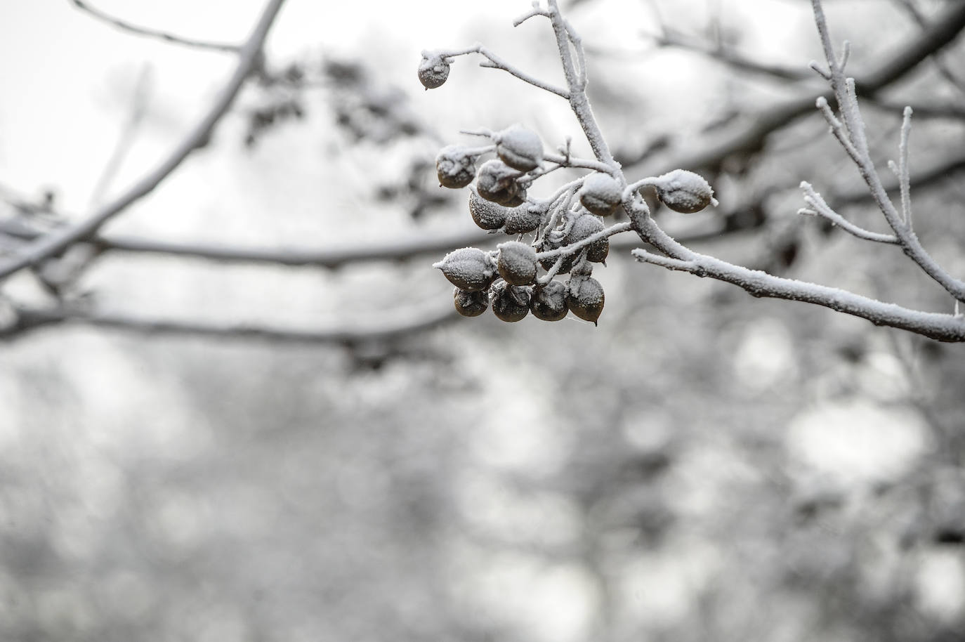 Fotos: Alava amanece de nuevo con heladas