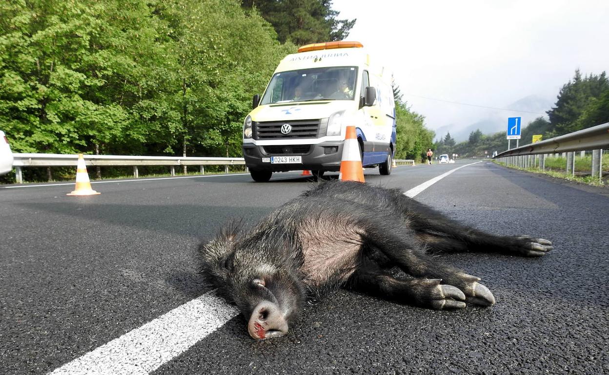 Los jabalíes provocan diez accidentes al día en carreteras gallegas