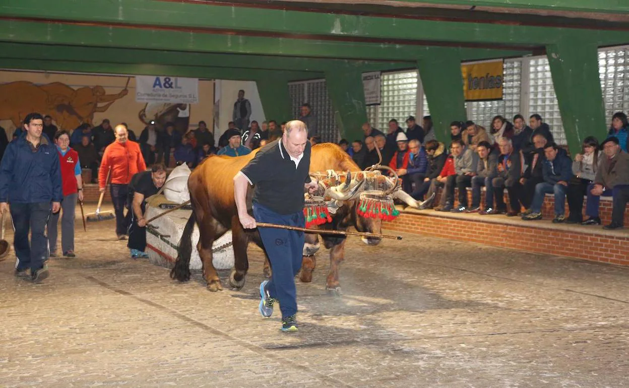 Competición con bueyes celebrada el pasado año en el probadero de Berriz.  
