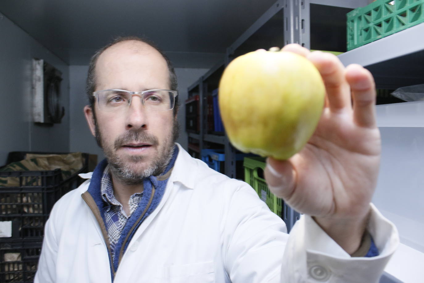La Red de Semillas de Euskadi ha conseguido recuperar un total de 1.500 frutales, entre ellos el árbol que da esta manzana pera, y aproximadamente 500 semillas en el territorio. 