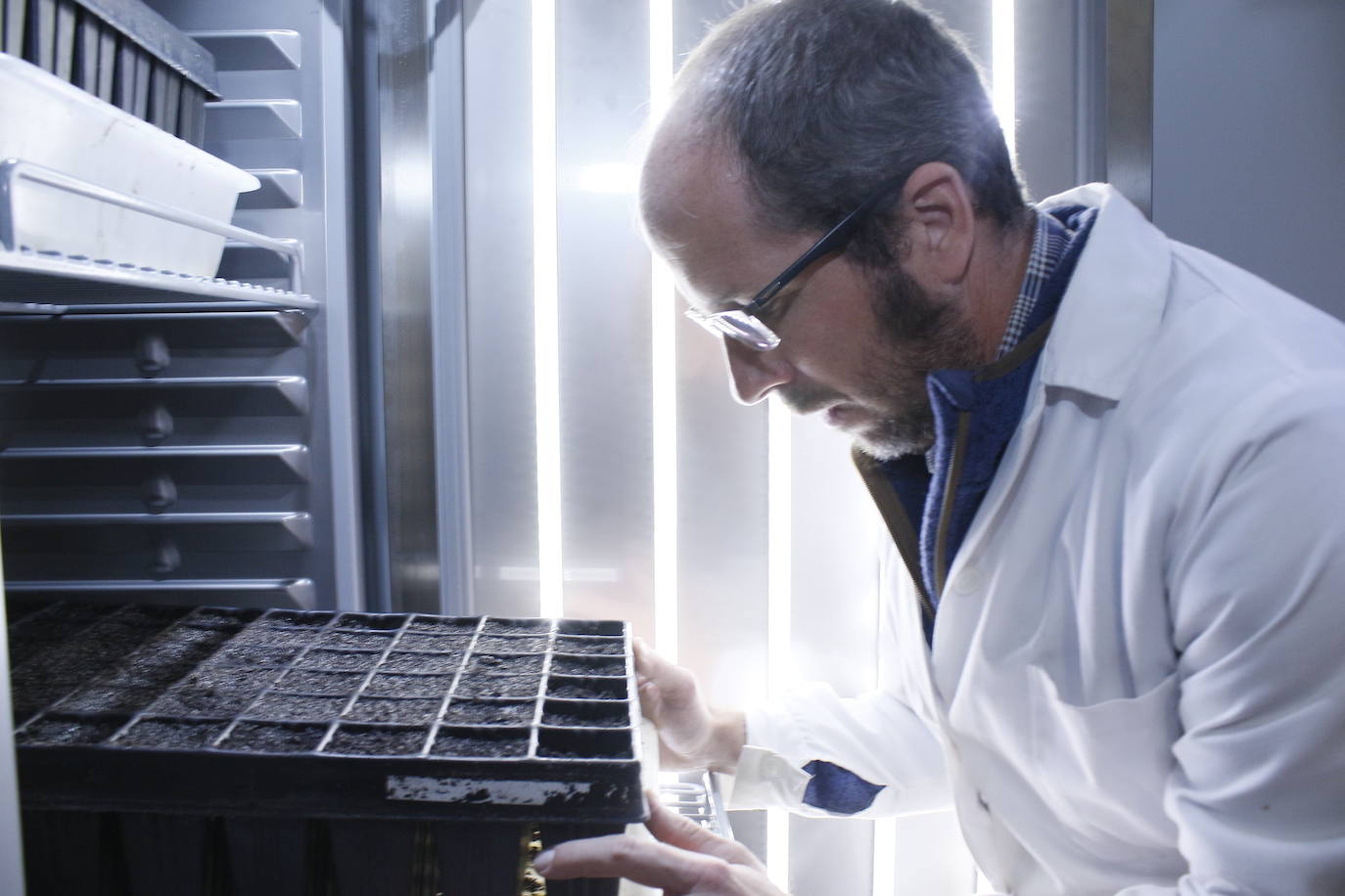 Las cámaras de germinación son el lugar donde brotan las semillas en las placas de petri para ser posteriormente plantadas en pequeñas macetas.