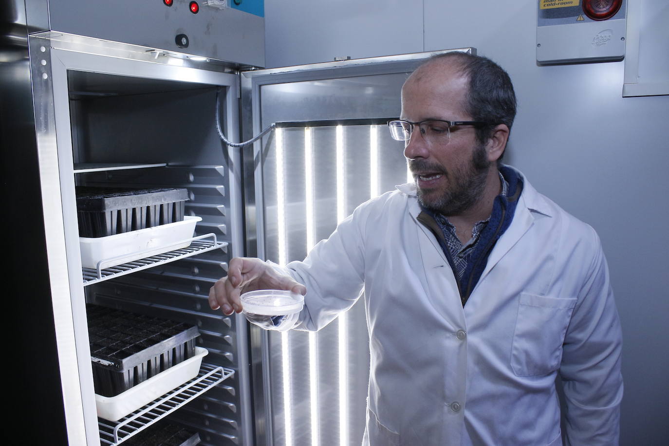 Las cámaras de germinación son el lugar donde brotan las semillas en las placas de petri para ser posteriormente plantadas en pequeñas macetas.