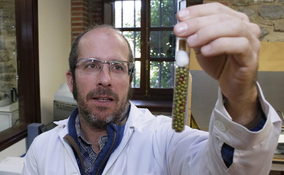 Joseba enseña una muestra de granos de soja.