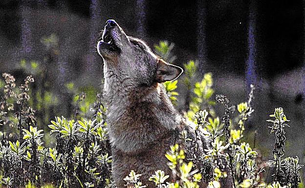 Los ecologistas defienden que sólo hay un lobo en Álava, las autoridades contemplan que haya dos.