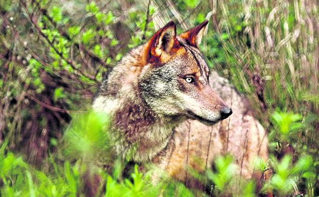 La UE considera al lobo especie de interés comunitaria.