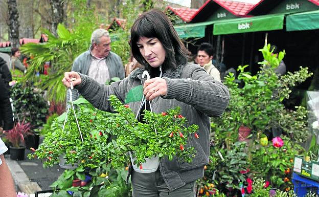 Los compradores contarán con asesoramiento sobre técnicas de plantación. 