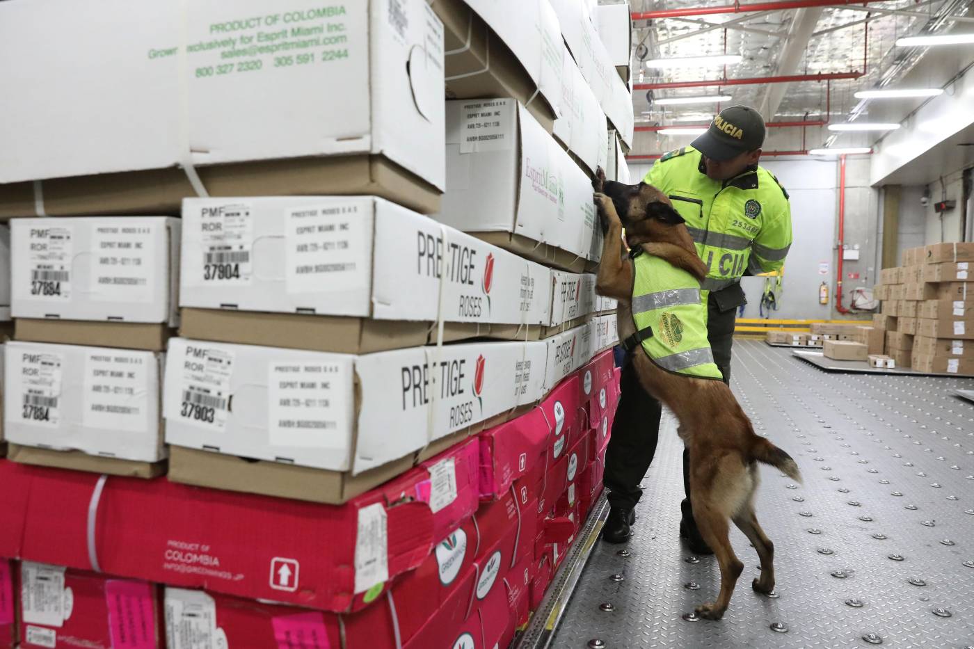 Un policía antinarcóticos y su perro inspeccionan cajas con flores de exportación en el aeropuerto EL Dorado de Bogotá (Colombia). Colombia realiza por estos días la llamada operación "pétalo" en la que se exportan flores a más de 100 países por la temporada de San Valentín. 