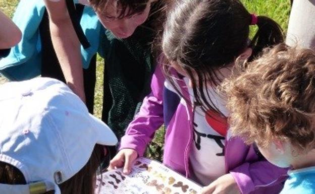 La actividad en torno a las mariposas está abierta al público en general. 