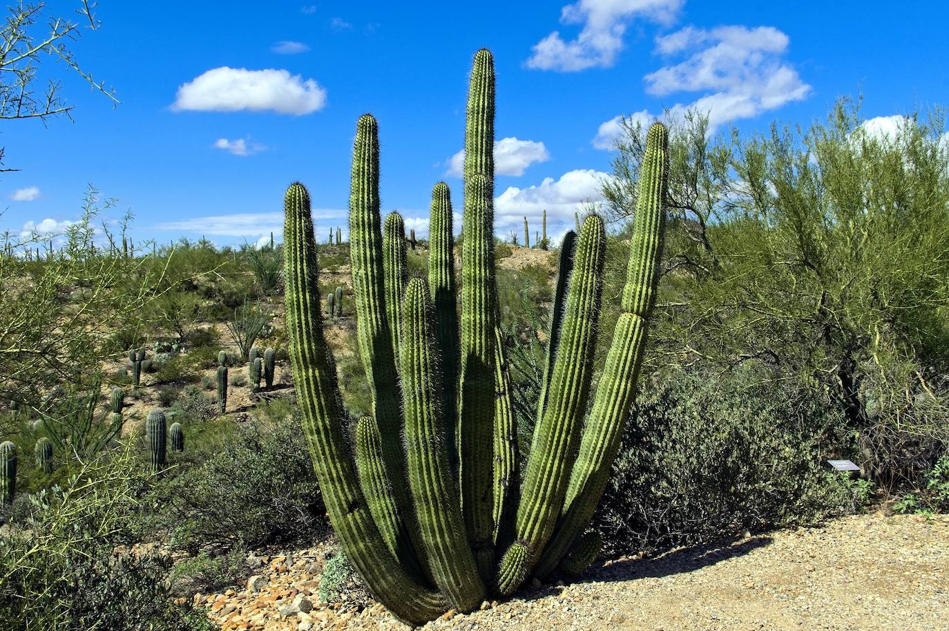 El desierto de Sonora, entre el sur de Arizona y California y los estados mexicanos de Sonora y Baja California, es el más húmedo del mundo.