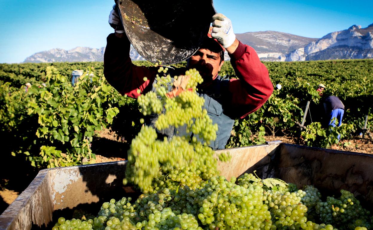 Recogida de uva blanca en la última vendimia en Rioja Alavesa