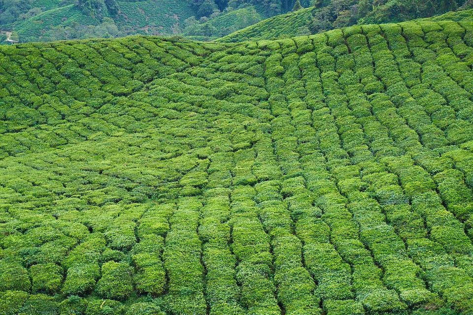 Los campos de té, China