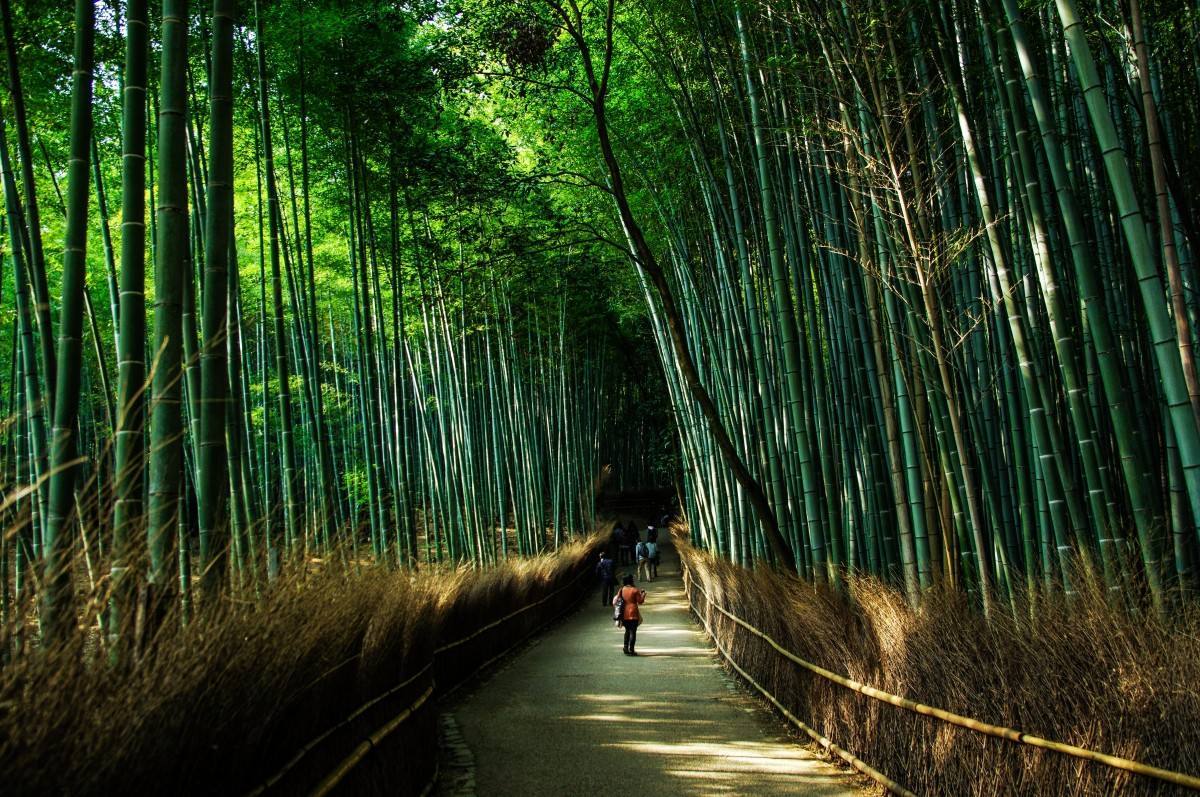 Bosque de Bambú, Kyoto